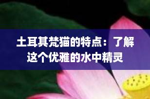 土耳其梵猫的特点：了解这个优雅的水中精灵