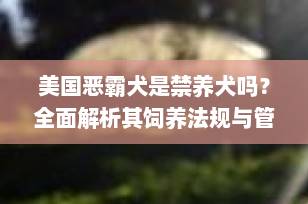 美国恶霸犬是禁养犬吗？全面解析其饲养法规与管理要点