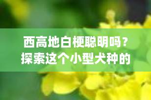西高地白梗聪明吗？探索这个小型犬种的智慧与魅力