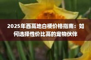 2025年西高地白梗价格指南：如何选择性价比高的宠物伙伴