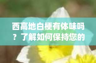 西高地白梗有体味吗？了解如何保持您的宠物清新无异味