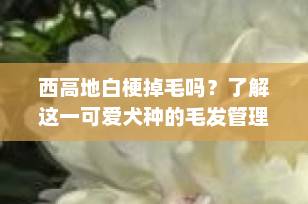 西高地白梗掉毛吗？了解这一可爱犬种的毛发管理秘诀