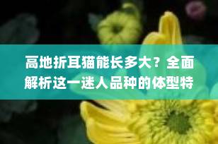 高地折耳猫能长多大？全面解析这一迷人品种的体型特征