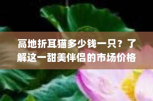 高地折耳猫多少钱一只？了解这一甜美伴侣的市场价格