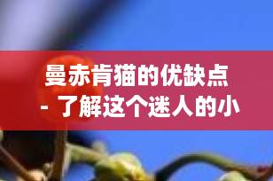 曼赤肯猫的优缺点 - 了解这个迷人的小短腿喵星人