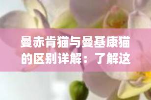 曼赤肯猫与曼基康猫的区别详解：了解这两种迷人的短腿猫咪
