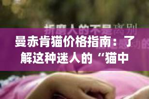 曼赤肯猫价格指南：了解这种迷人的“猫中柯基”所需的投资