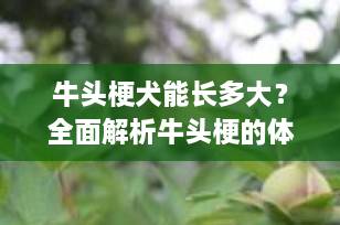 牛头梗犬能长多大？全面解析牛头梗的体型与成长