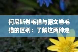 柯尼斯卷毛猫与德文卷毛猫的区别：了解这两种迷人的卷毛宠物