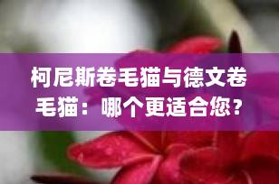 柯尼斯卷毛猫与德文卷毛猫：哪个更适合您？