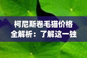 柯尼斯卷毛猫价格全解析：了解这一独特品种的市场价值