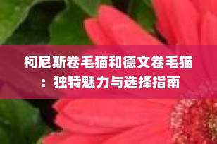 柯尼斯卷毛猫和德文卷毛猫：独特魅力与选择指南