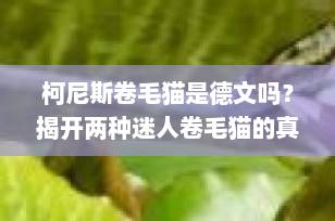 柯尼斯卷毛猫是德文吗？揭开两种迷人卷毛猫的真实身份