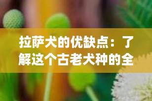 拉萨犬的优缺点：了解这个古老犬种的全部