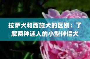 拉萨犬和西施犬的区别：了解两种迷人的小型伴侣犬