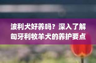 波利犬好养吗？深入了解匈牙利牧羊犬的养护要点