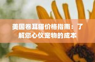 美国卷耳猫价格指南：了解您心仪宠物的成本