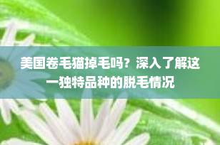 美国卷毛猫掉毛吗？深入了解这一独特品种的脱毛情况