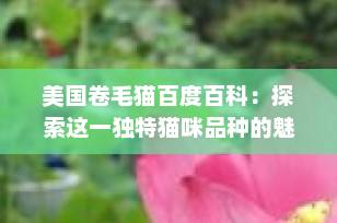 美国卷毛猫百度百科：探索这一独特猫咪品种的魅力