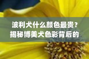 波利犬什么颜色最贵？揭秘博美犬色彩背后的秘密