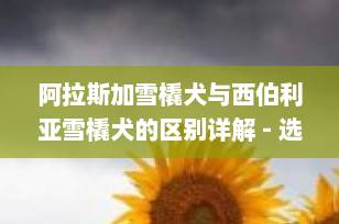 阿拉斯加雪橇犬与西伯利亚雪橇犬的区别详解 - 选择最适合您的毛茸伙伴