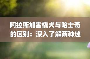 阿拉斯加雪橇犬与哈士奇的区别：深入了解两种迷人的雪橇犬品种