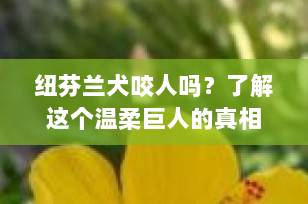 纽芬兰犬咬人吗？了解这个温柔巨人的真相