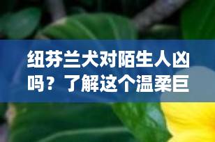 纽芬兰犬对陌生人凶吗？了解这个温柔巨人的社交态度