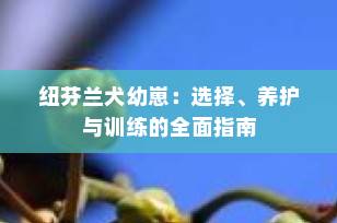 纽芬兰犬幼崽：选择、养护与训练的全面指南