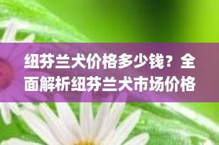 纽芬兰犬价格多少钱？全面解析纽芬兰犬市场价格趋势