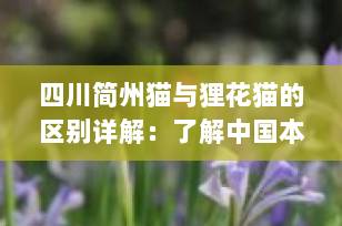四川简州猫与狸花猫的区别详解：了解中国本土猫咪的独特魅力