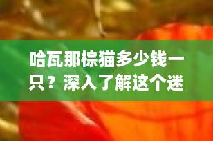 哈瓦那棕猫多少钱一只？深入了解这个迷人的巧克力色伙伴