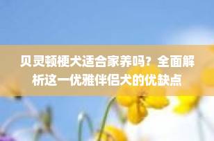贝灵顿梗犬适合家养吗？全面解析这一优雅伴侣犬的优缺点