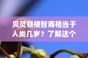 贝灵顿梗智商相当于人类几岁？了解这个迷人的犬种