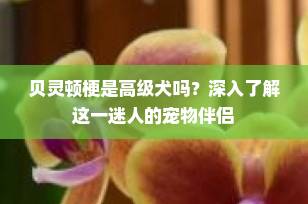 贝灵顿梗是高级犬吗？深入了解这一迷人的宠物伴侣