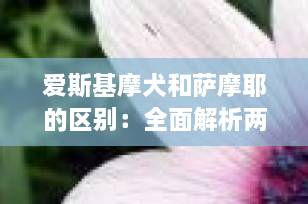 爱斯基摩犬和萨摩耶的区别：全面解析两种迷人的北极犬种