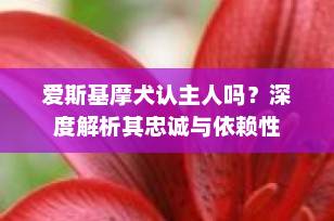 爱斯基摩犬认主人吗？深度解析其忠诚与依赖性