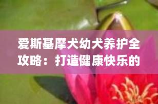 爱斯基摩犬幼犬养护全攻略：打造健康快乐的小北极精灵