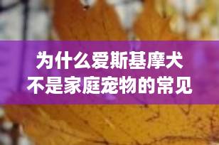 为什么爱斯基摩犬不是家庭宠物的常见选择？深入了解这一北极犬种