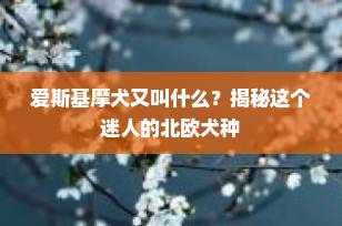 爱斯基摩犬又叫什么？揭秘这个迷人的北欧犬种