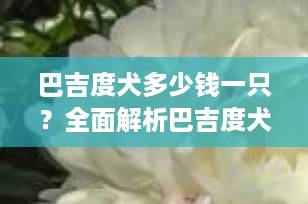 巴吉度犬多少钱一只？全面解析巴吉度犬价格及选购指南