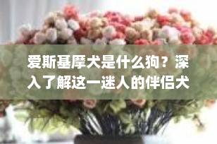 爱斯基摩犬是什么狗？深入了解这一迷人的伴侣犬种