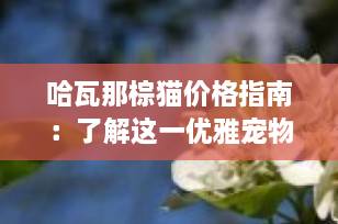 哈瓦那棕猫价格指南：了解这一优雅宠物猫的市场行情