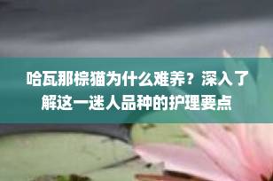 哈瓦那棕猫为什么难养？深入了解这一迷人品种的护理要点