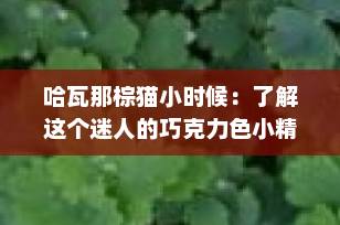 哈瓦那棕猫小时候：了解这个迷人的巧克力色小精灵
