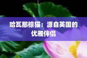 哈瓦那棕猫：源自英国的优雅伴侣