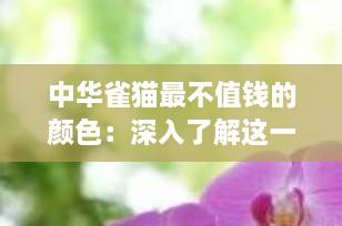 中华雀猫最不值钱的颜色：深入了解这一迷人本土猫咪的色彩秘密