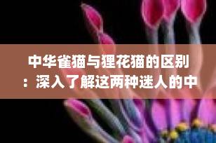 中华雀猫与狸花猫的区别：深入了解这两种迷人的中国猫咪