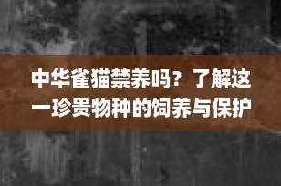 中华雀猫禁养吗？了解这一珍贵物种的饲养与保护现状