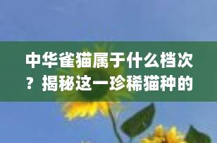 中华雀猫属于什么档次？揭秘这一珍稀猫种的真正价值